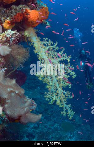 Il corallo Alcyonariano domina questa scena della barriera corallina con un subacqueo (MR). Indonesia. Foto Stock