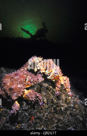 Puget suono granchi re, Lopholithodes mandtii, e subacqueo (MR), British Columbia, Canada. Foto Stock