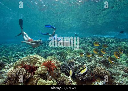 Una coppia (MR) immersioni libere con idoli moreschi e pesci farfalla. Hawaii. Foto Stock