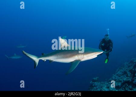 Un subacqueo (MR) guarda da vicino uno squalo grigio della barriera corallina, Carcharhinus amblyrhynchos, al largo dell'isola di Yap, Micronesia. Foto Stock