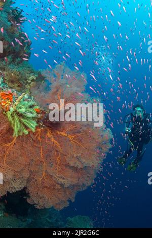 Il corallo gorgoniano domina questa scena della barriera corallina con l'istruzione di anthias e un subacqueo (MR). Indonesia. Foto Stock