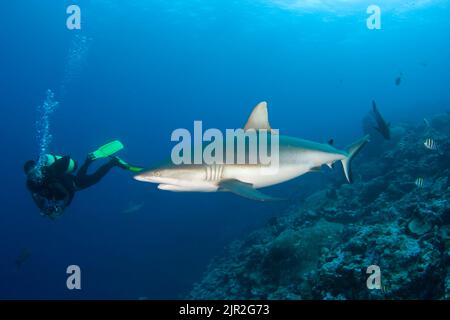 Un subacqueo (MR) guarda da vicino uno squalo grigio della barriera corallina, Carcharhinus amblyrhynchos, al largo dell'isola di Yap, Micronesia. Foto Stock