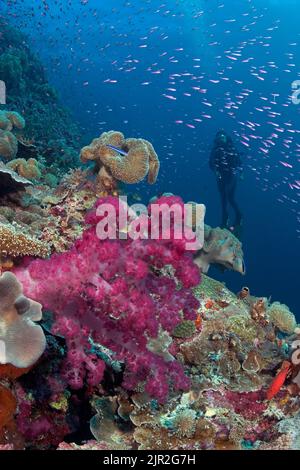 Il corallo Alcyonariano domina questa scena della barriera corallina con la scuola di anthias e un subacqueo (MR). Indonesia. Foto Stock