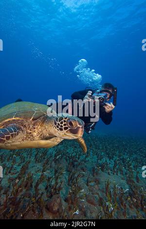 Subacqueo (MR) fotografando una tartaruga di mare verde, Chelonia mydas. Hawaii. Foto Stock