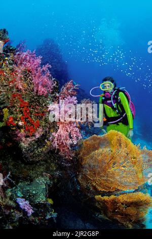 Un subacqueo (MR) guarda su come migliaia di pesci cardinale scolaresche, Rhabdamia cypselura, sorvolano questa barriera corallina incrostata. Thailandia. Foto Stock