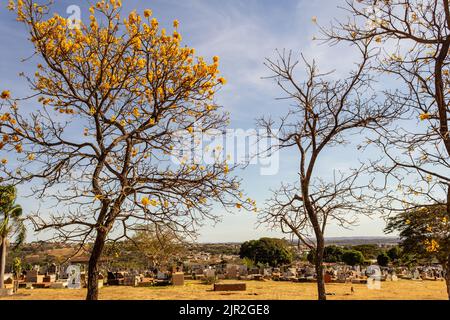 Goiânia, Goias, Brasile – 21 agosto 2022: Dettaglio di un'ipo gialla alla fine della fioritura, all'interno di un cimitero di Goiania. Foto Stock