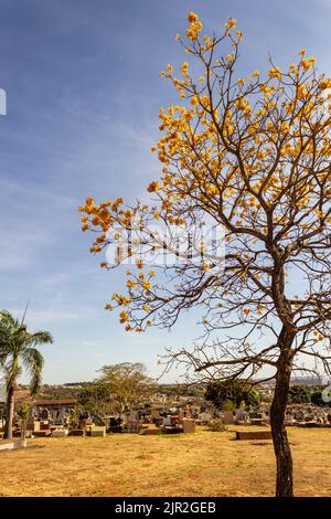 Goiânia, Goias, Brasile – 21 agosto 2022: Dettaglio di un'ipo gialla alla fine della fioritura, all'interno di un cimitero di Goiania. Foto Stock