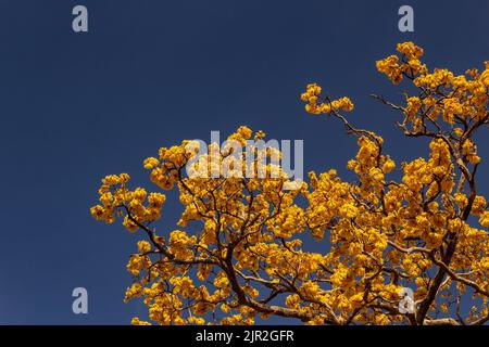 Goiânia, Goias, Brasile – 21 agosto 2022: Dettaglio di un ipê giallo fiorito con cielo blu sullo sfondo. Foto Stock