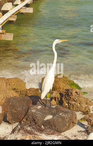 Singolo adulto della grande o comune egretta (Ardea alba) in piedi su rocce al bordo di una spiaggia sulla baia di Tampa vicino Bean Point, all'estremità nord-est di Foto Stock