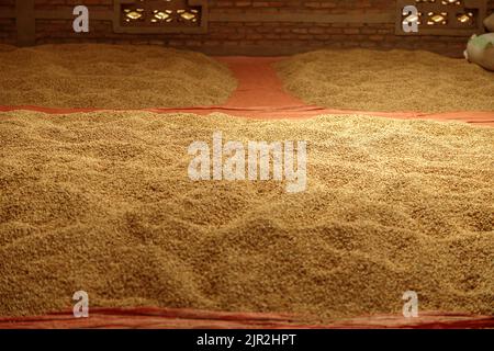 Chicchi di caffè sui tappetini sul pavimento in un magazzino agricolo Foto Stock