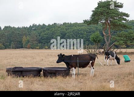 Una mucca corna Holstein-Friesiana si trova accanto a un canale d'acqua. Sta per bere acqua. Si tratta di un'area naturale. L'acqua viene portata alle mucche w Foto Stock