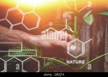 Allevamento di nuove varietà di cannabis. Formule chimiche in pianta crescente. La composizione chimica della canapa. Formula di pianta sana. Agricoltura intelligente, usi Foto Stock