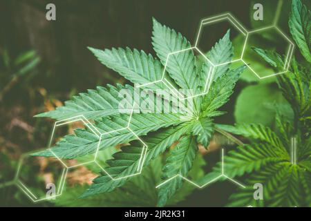 Allevamento di nuove varietà di cannabis. Formule chimiche in pianta crescente. La composizione chimica della canapa. Formula di pianta sana. Agricoltura intelligente, usi Foto Stock