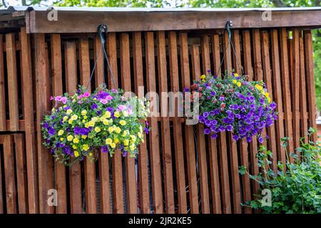 Vaso di fiori in fiore luminosi appesi su una parete di legno Foto Stock