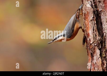 Nuthatch eurasiatica che sale su un albero nella foresta autunnale con spazio copia Foto Stock