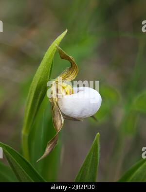 Il piccolo slipper bianco per donna a rischio di estinzione presso la riserva di Tall Grass Prairie, nel sud del Manitoba, Canada. Foto Stock