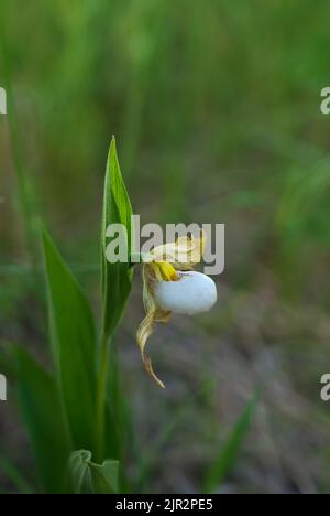 Il piccolo slipper bianco per donna a rischio di estinzione presso la riserva di Tall Grass Prairie, nel sud del Manitoba, Canada. Foto Stock