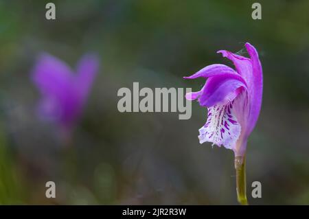 L'Orchidea della bocca del Drago nella riserva ecologica delle paludi di Brokenhead, vicino a Scanterbury, Manitoba, Canada. Foto Stock