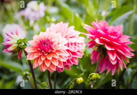 Belle dahlias nei giardini recintati a Rousham House, Oxfordshire. Foto Stock