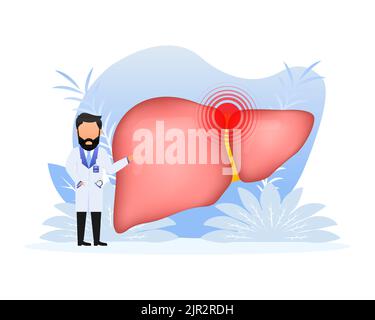 Struttura anatomica del fegato. Organo della cistifellea digestiva. Illustrazione vettoriale. Illustrazione Vettoriale