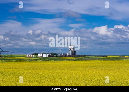 Un elevatore di grano sulle praterie con un campo di canola in fiore giallo nel sud, Saskatchewan, Canada. Foto Stock