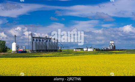 Un elevatore di grano sulle praterie con un campo di canola in fiore giallo nel sud, Saskatchewan, Canada. Foto Stock