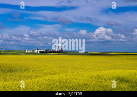 Un elevatore di grano sulle praterie con un campo di canola in fiore giallo nel sud, Saskatchewan, Canada. Foto Stock