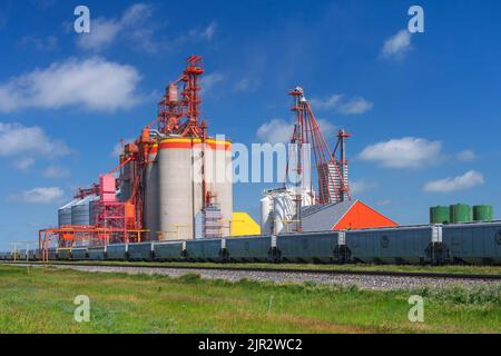 Il terminal dei cereali interni Richardson Pioneer a Weyburn, Saskatchewan, Canada. Foto Stock