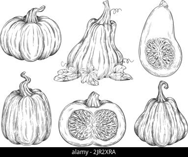 Esegue lo squash dello schizzo. Zucca disegno varietà zucca foglie di zucca disegni a mano, doodle retro vintage zucca stagione autunno verdure delicatessen autunno, set ingegnoso vettore illustrazione. Disegno autunno zucca Illustrazione Vettoriale