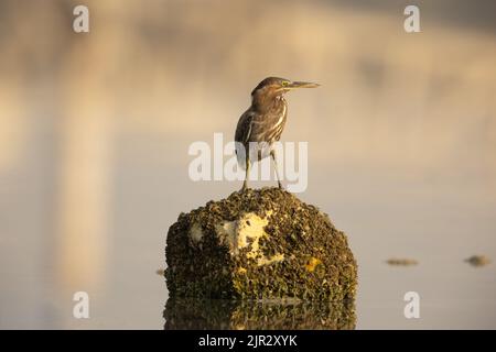 Arone striato arroccato su roccia coperta di barnacoli, Arad, Bahrain Foto Stock