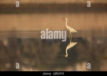 Morfo bianco di airone della barriera corallina occidentale, Arad, Bahrain Foto Stock