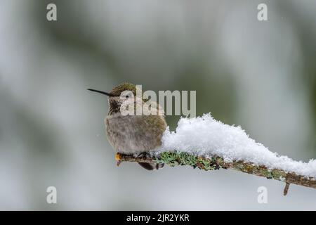 Un Hummingbird di Anna (Calypte anna) arroccato su un ramo innevato Foto Stock