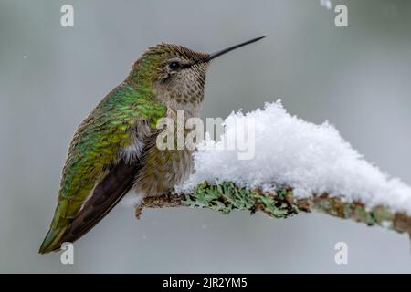 Un Hummingbird di Anna (Calypte anna) arroccato su un ramo innevato Foto Stock