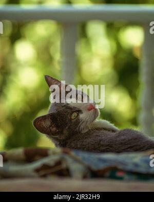 Gatto grigio e bianco che riposa all'aperto e guarda indietro Foto Stock