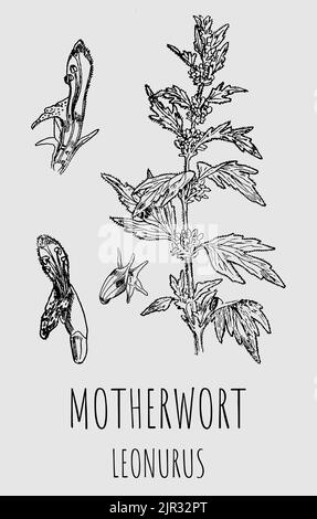 Disegno vettoriale di Motherwort LEONURUS. Erba medicinale pianta rilassante erbe. Utilizzato in cucina, medicina, cosmetologia e altre industrie. Illustrazione Vettoriale