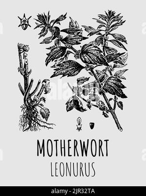 Disegno vettoriale di Motherwort LEONURUS. Erba medicinale pianta rilassante erbe. Utilizzato in cucina, medicina, cosmetologia e altre industrie. Illustrazione Vettoriale