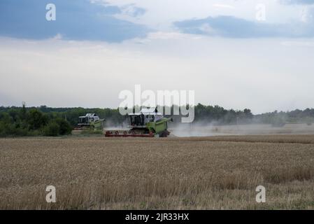 Luglio 2022, Russia, regione di Rostov. Raccolta in campi di grano. Le mietitrebbiatrici attraversano il campo. Foto Stock