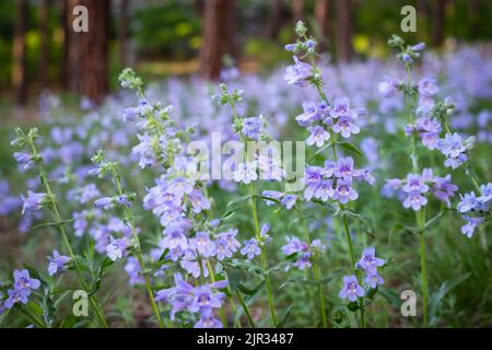 Uno stand di delicato tappeto porpora di pendemon un pavimento di pineta in Colorado Foto Stock