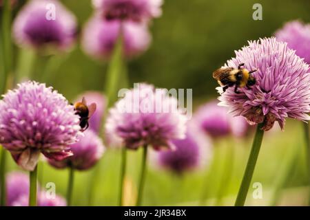 Un primo piano di bumblebee su fiori rosa erba cipollina con sfondo sfocato di erba e fiori Foto Stock