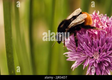 Un bumblebee su un fiore rosa erba cipollina con sfondo sfocato di erba, primo piano Foto Stock