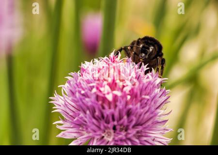 Un bumblebee su un fiore di erba cipollina rosa con sfondo sfocato di erba, primo piano Foto Stock