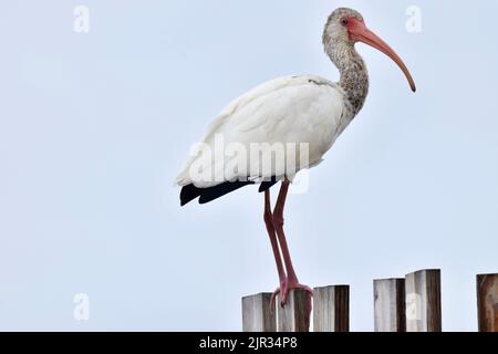 Un unico ibis bianco americano (Eudocimus albus) arroccato su pali di legno su un molo a San Pedro, Belize, America Centrale. Foto Stock