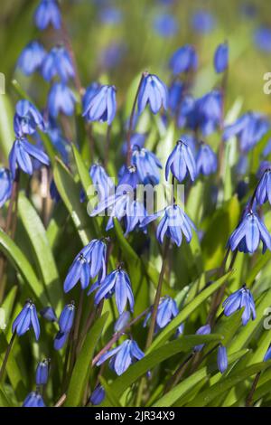 Scilla siberica, lo squill siberiano o fiori di legno squill in un giardino Foto Stock