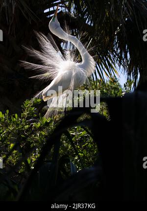 Dancing Great Egret con spettacolo di cortili piumaggio sparsi in un luminoso raggio di sole in Florida Foto Stock