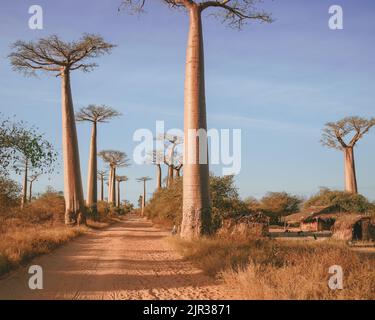 Alberi di Baobab vicino Morondava, Madagascar, Africa Foto Stock
