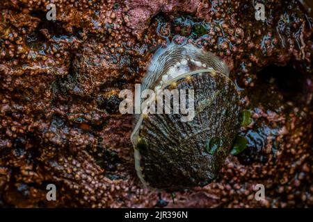 Rough Keyhole Limpet, Diodora aspera, a Tongue Point nella Salt Creek Recreation Area lungo lo stretto di Juan de Fuca, Olympic Peninsula, Washington St Foto Stock