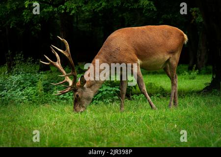 Cervo rosso - Cervus elaphus una delle più grandi specie di cervo, il cervo rosso maschio è chiamato un cervo o hart e una femmina è chiamata una cotenna. Il maschio sta pascolando sulla th Foto Stock