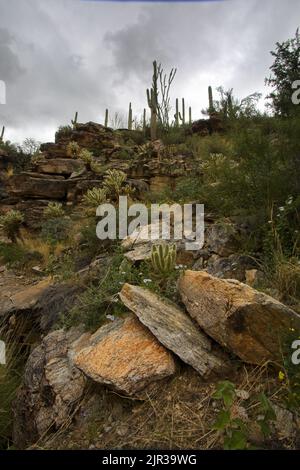 Selvaggia bellezza montana della pendenza sulle alture inferiori del Monte Lemmon disseminato di roccia e cactus del deserto di sonora lungo Catalina Highway a Tucson, Arizona Foto Stock