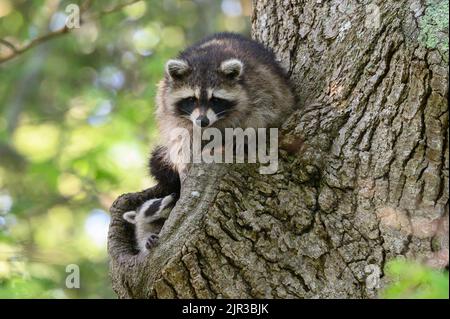 Un primo piano di un simpatico Raccoon seduto sul tronco dell'albero con sfondo sfocato Foto Stock