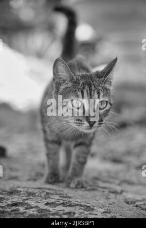 Un'immagine in scala di grigi di un gatto tabby che cammina con uno sfondo sfocato Foto Stock